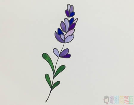 薰衣草少儿简笔画教程步骤图解-1