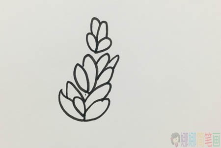 薰衣草少儿简笔画教程步骤图解-3