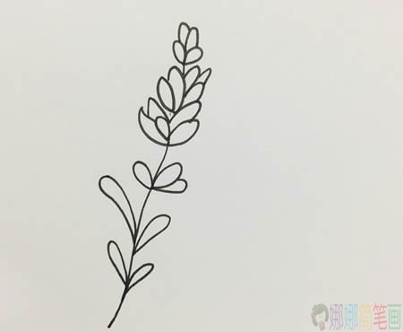 薰衣草少儿简笔画教程步骤图解-4