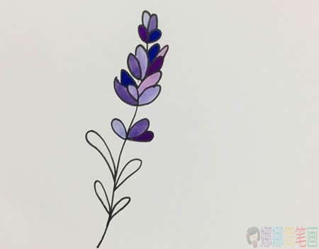 薰衣草少儿简笔画教程步骤图解-5