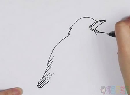 夜莺小鸟简笔画教程-2