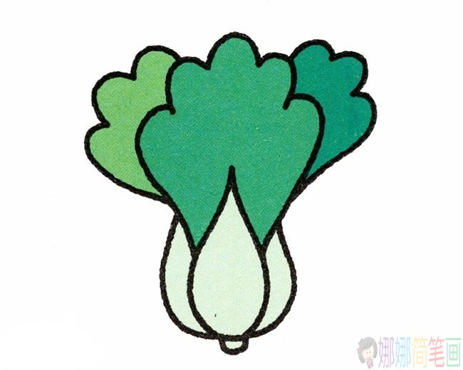 大白菜彩色简笔画-1