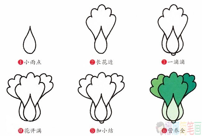 大白菜彩色简笔画-2