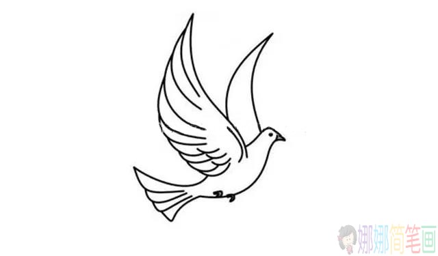 和平鸽简笔画,鸽子简笔画图片-4