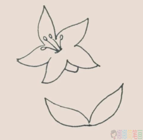 儿童简笔画百合花怎么画-4