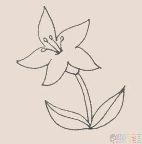 儿童简笔画百合花怎么画-5