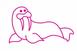 海狮简笔画图片大全_可爱海狮简笔画-1