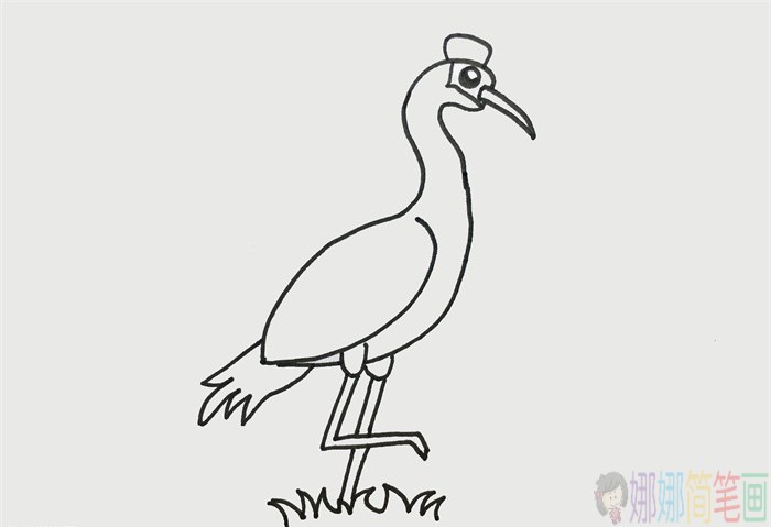 丹顶鹤简笔画,丹顶鹤怎么画-4