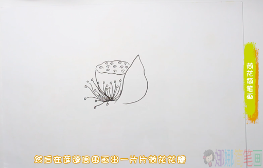 荷花简笔画,幼儿荷花的画法-2