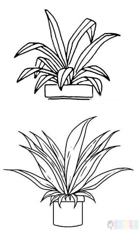 盆栽植物简笔画图片-2