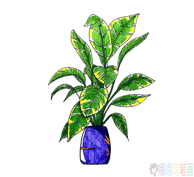 漂亮的盆栽植物简笔画-2