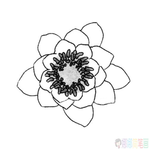 睡莲花简笔画图片大全-2