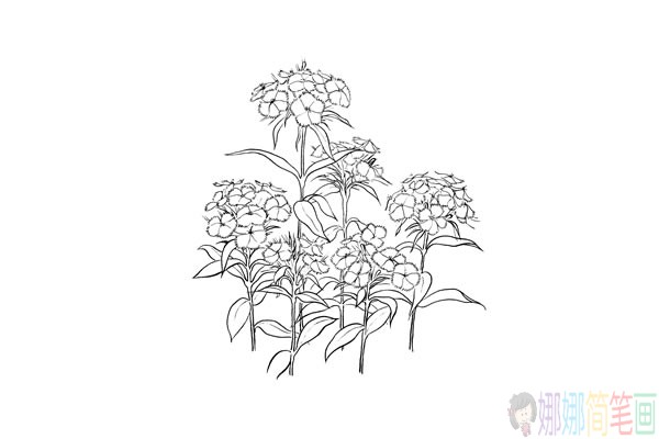 精致好看的花朵简笔画线稿-4