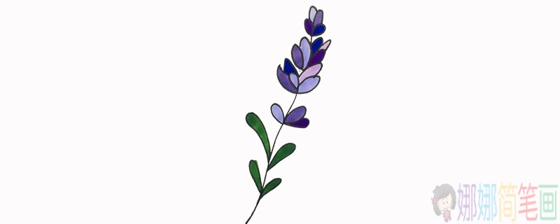 薰衣草花朵简笔画-1