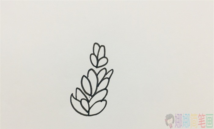 薰衣草花朵简笔画-3