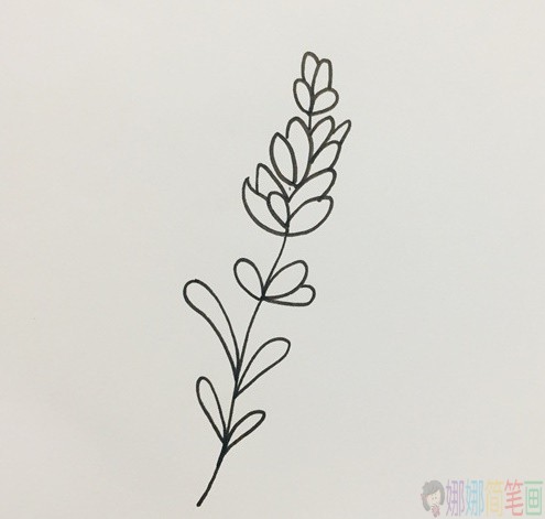 薰衣草花朵简笔画-4