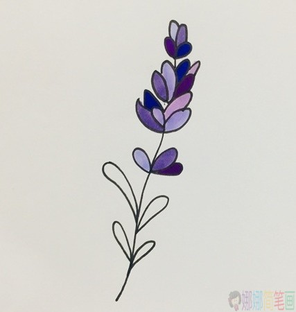 薰衣草花朵简笔画-5
