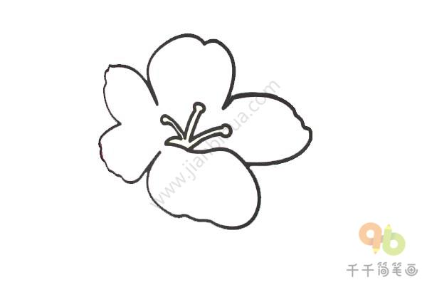 桃花简笔画_教你画-3