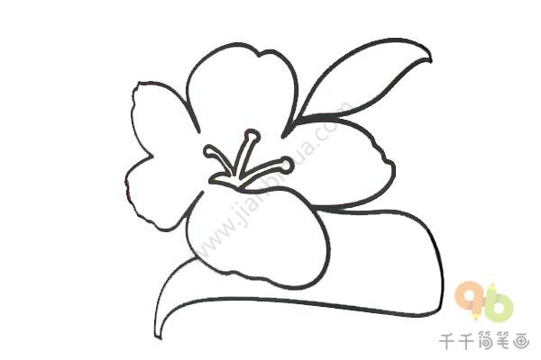 桃花简笔画_教你画-4