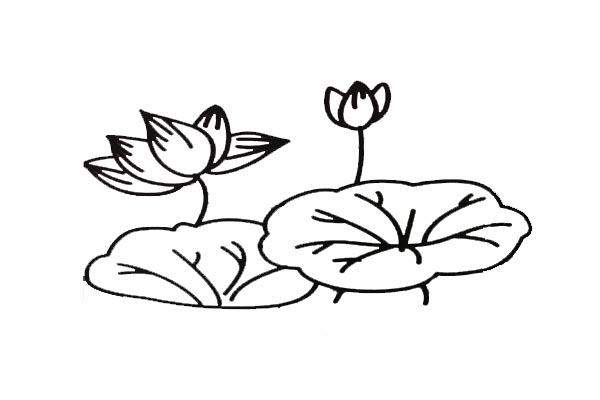 荷花简笔画-10