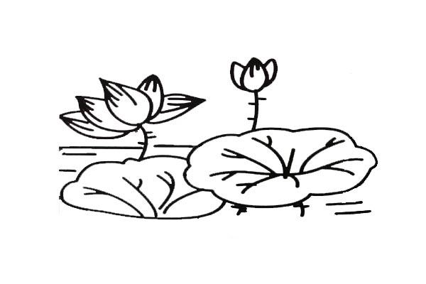 荷花简笔画-11