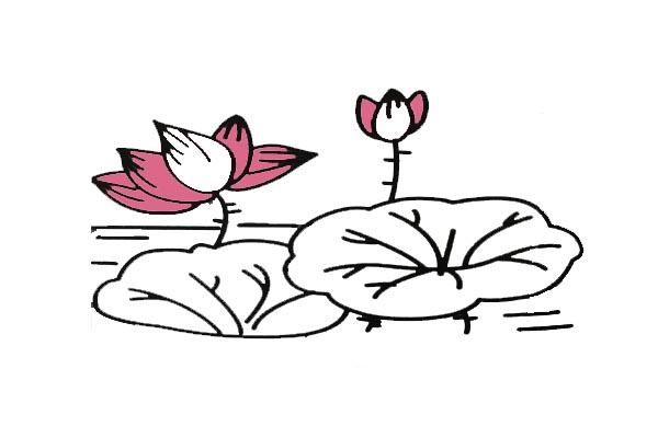荷花简笔画-12