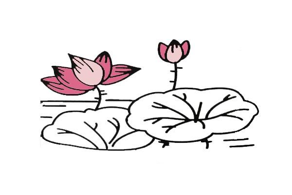 荷花简笔画-13