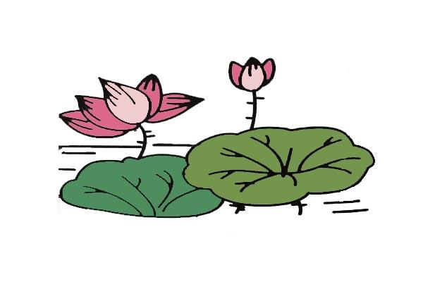 荷花简笔画-14