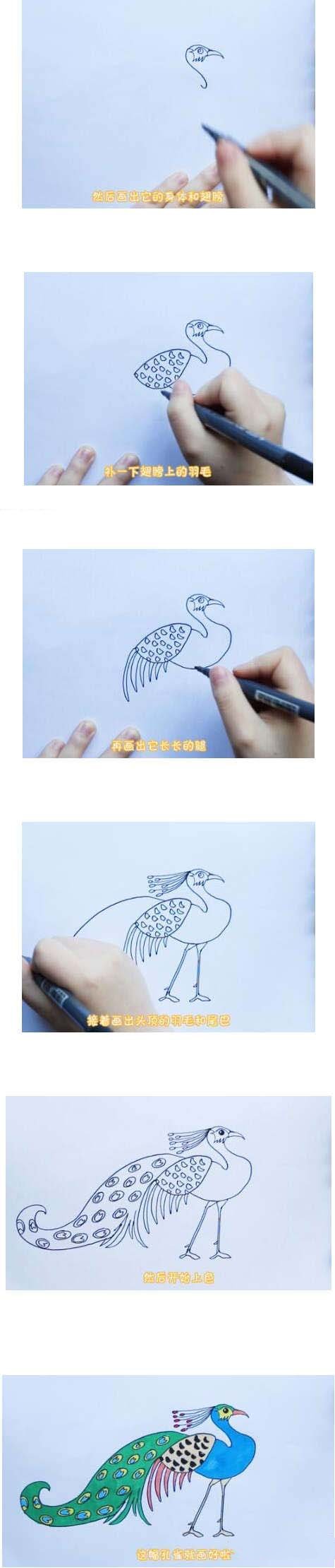 漂亮的孔雀简笔画-1