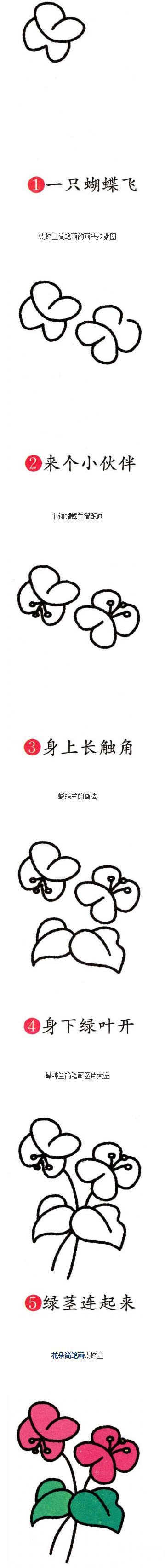 彩色蝴蝶兰简笔画-1