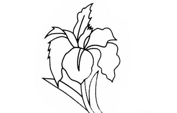 好看的两朵小花简笔画-3