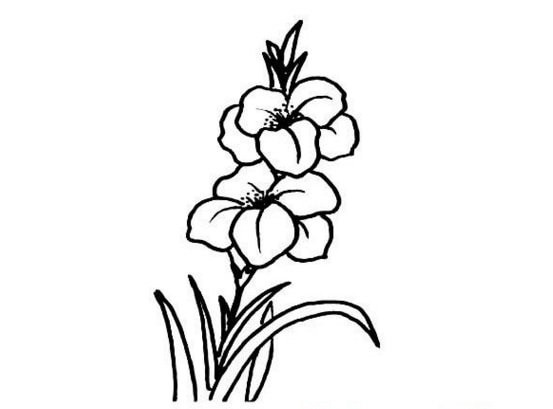 好看的两朵小花简笔画-4