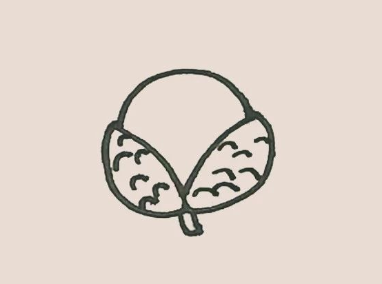 简笔画之荔枝-4