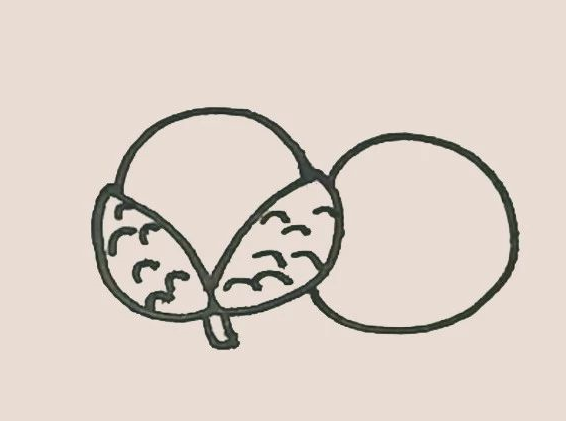 简笔画之荔枝-5