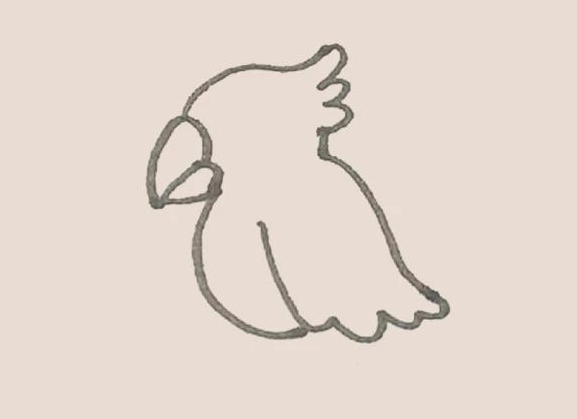 简笔画之鹦鹉-5