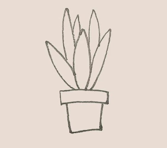 简笔画之虎皮兰-5