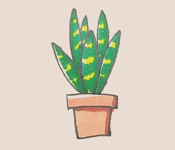 简笔画之虎皮兰-6