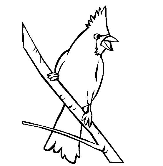 小鸟简笔画_北美红雀简笔画图片-1
