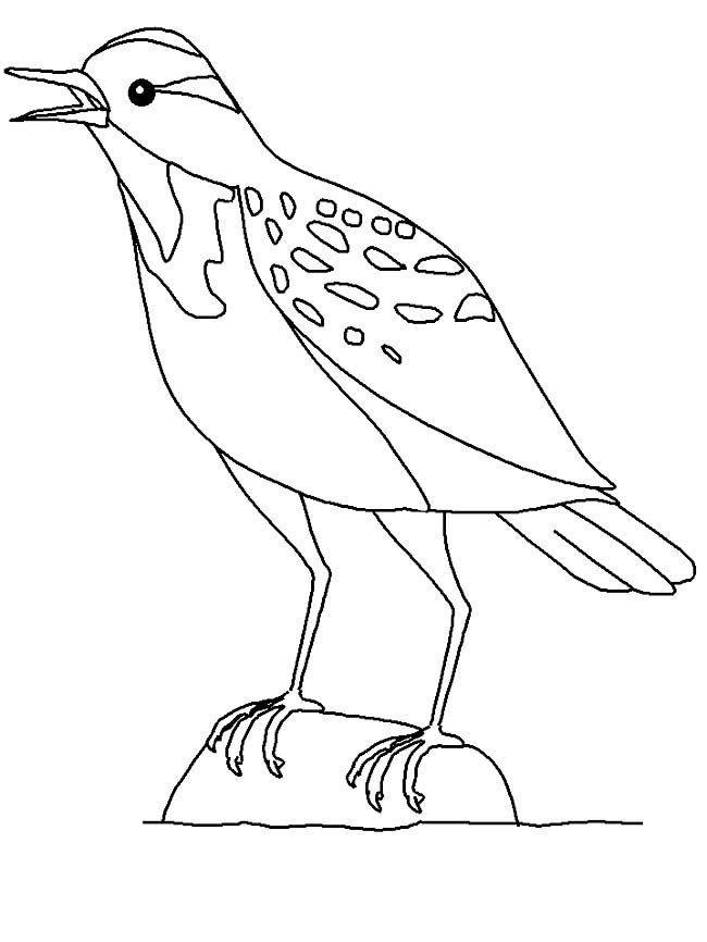 小鸟简笔画_云雀简笔画画法-1