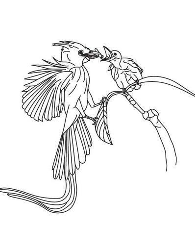 布谷鸟简笔画图片-1