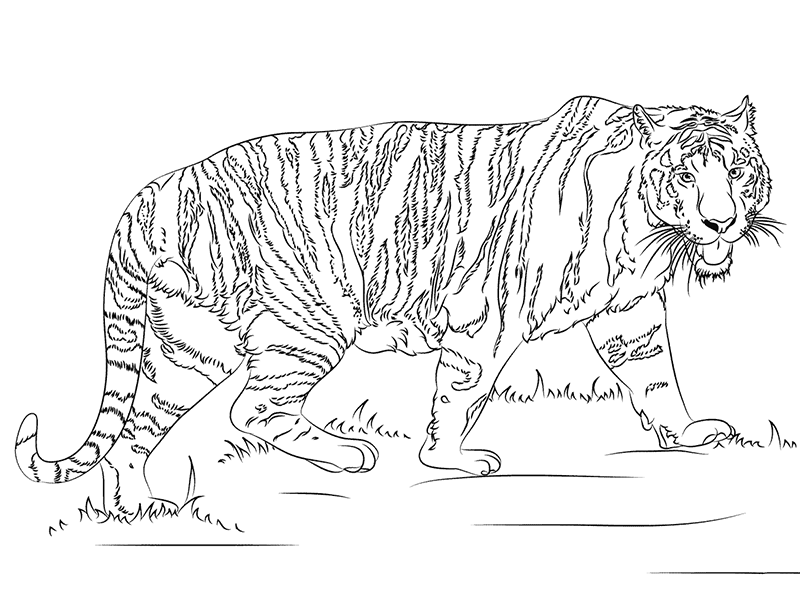 老虎怎么画-1