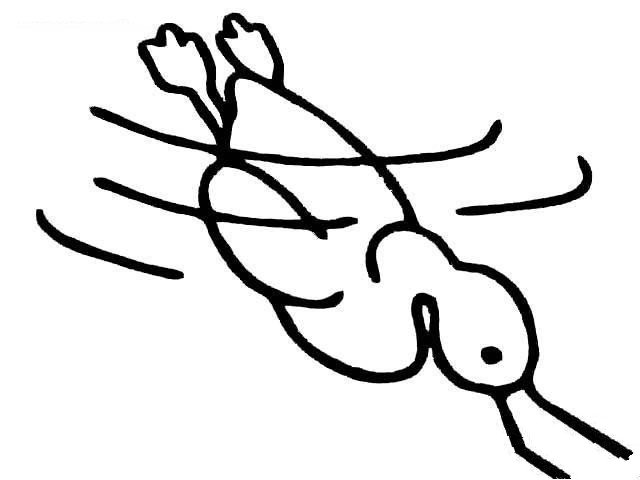 水里的小鸭子简笔画-1