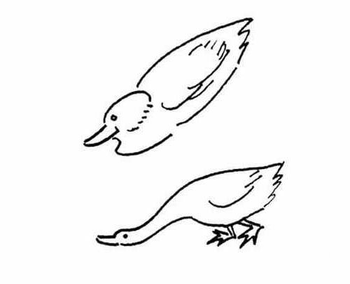 简笔画图片小鸭子-1