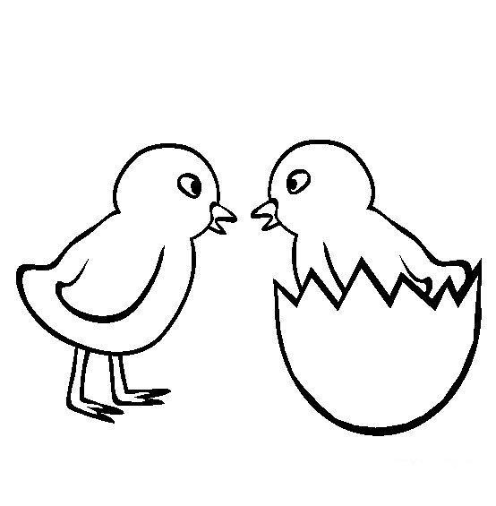 小鸡图片_两只小鸡简笔画-1