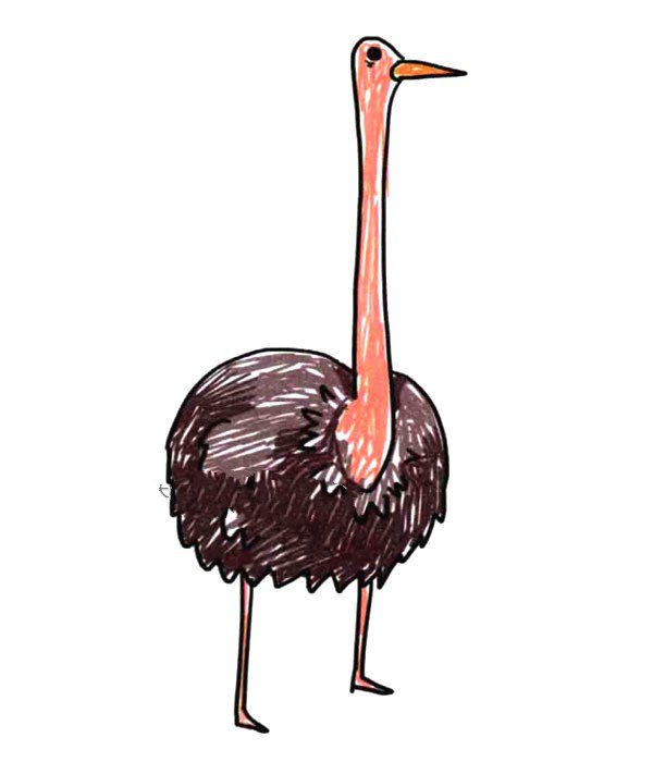 陆地野生动物_鸵鸟-1