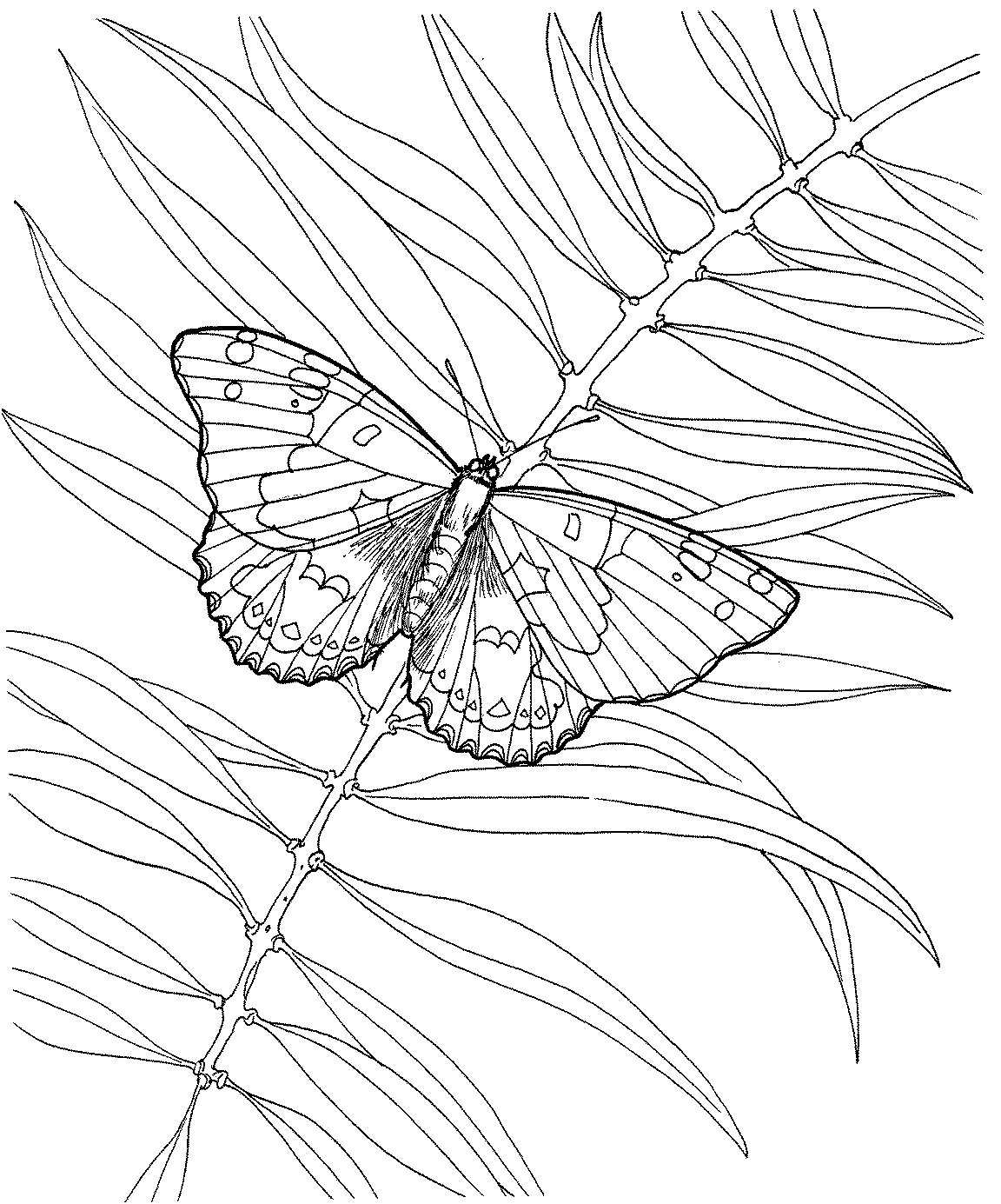蝴蝶和植物简笔画-1