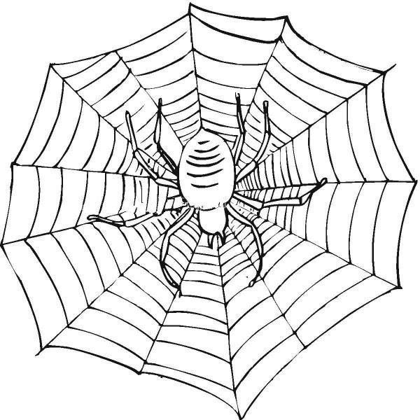蜘蛛织网简笔画图片-1