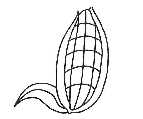 简单的玉米简笔画图片-1