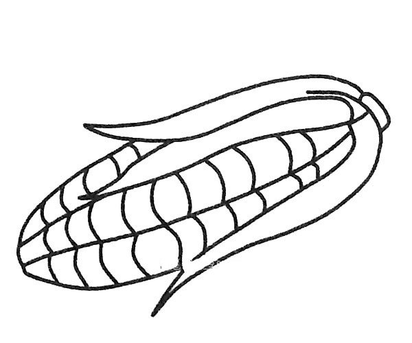 简单的玉米简笔画图片-4