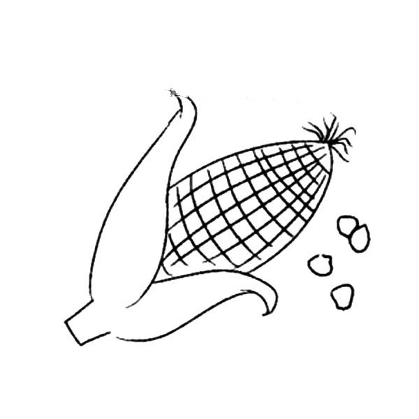 漂亮的玉米简笔画图片-1